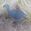 Pukeko Metal Bang'n Bird Carousel 3