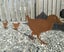 Weka and Chicks Metal Bang'n Bird Carousel 3