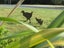 Weka and Chicks Metal Bang'n Bird Carousel 4
