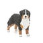 Schleich Bernese Mountain Dog Female Carousel 2