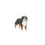 Schleich Bernese Mountain Dog Female Carousel 5