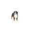 Schleich Bernese Mountain Dog Female Carousel 6