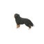 Schleich Bernese Mountain Dog Female Carousel 14