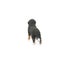 Schleich Bernese Mountain Dog Female Carousel 18