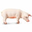 Safari Ltd Sow Carousel 3