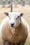 Rams for Lease Carousel 6