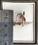 9CT Yellow Gold Amethyst Earrings. 2.9gram $1 Reserve Carousel 11