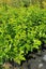 Prunus laurocerasus, Cherry Laurel - 3.5ltr Carousel 1