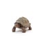 Schleich Wild Life - Giant Tortoise Carousel 2