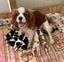 Pedigree Cavalier King Charles Spaniels Carousel 3