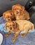 Pedigree Cavalier King Charles Spaniels Carousel 6