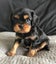 Pedigree Cavalier King Charles Spaniels Carousel 7