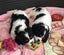 Pedigree Cavalier King Charles Spaniels Carousel 8