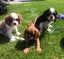 Pedigree Cavalier King Charles Spaniels Carousel 9