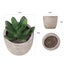 6PCS Artificial Potted Succulent Plants Carousel 4