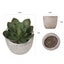 6PCS Artificial Potted Succulent Plants Carousel 9