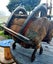 19th Century Samurai Saddle [18254] Carousel 4