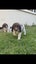 English Springer Spaniel Registered Stud Dog Carousel 5