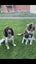 English Springer Spaniel Registered Stud Dog Carousel 2
