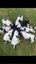 English Springer Spaniel Registered Stud Dog Carousel 3