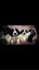 English Springer Spaniel Registered Stud Dog Carousel 4