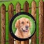 Pet Peek Fence Bubble Window For Dogs Durable Acrylic Dome Fence Window Carousel 3
