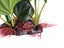 PTN NEW Aquarium Fish Tank Plants Sale Sale Carousel 4