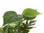 PTN NEW Aquarium Fish Tank Plants Sale Sale Carousel 5