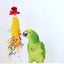 NEW Bird Toy Parrot Cage Toys Bell Conure Chew Loofah Sponge Bite-resistant Carousel 1