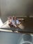 SALE! NEW 14k Rose Gold "Toi et moi" 5.60ctw Pear and Emerald Cut Morganite Ring Carousel 5