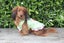Double Cherry Frilly Dress in Green Carousel 1