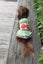 Double Cherry Frilly Dress in Green Carousel 2