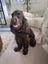 PROVEN Cocker Spaniel Stud Dog Carousel 5