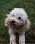 Miniature Poodle and Toy Poodle Stud Carousel 6