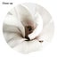 White Magnolia Art Print Carousel 2