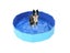 Dog Pool Foldable For Dogs Cats Kids Pet Bath Tub Carousel 1
