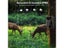 20MP 1080P Hunting Trail Camera Wildlife Tracking Surveillance HC804A Infrared Carousel 8