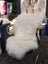 100% New Zealand Made Premium Large Sheepskin Rug - Natrual Ivory Carousel 3