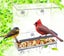 Window Bird Feeders,Bird Feeders for Outside (Square) Carousel 3