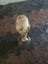 Vintage Hand Blown Glass Vase Carousel 3