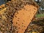 Bees Beehives Nucs Package Bees Queen Bees Carousel 1