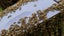 Bees Beehives Nucs Package Bees Queen Bees Carousel 6