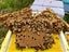 Bees Beehives Nucs Package Bees Queen Bees Carousel 10