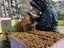 Bees Beehives Nucs Package Bees Queen Bees Carousel 11
