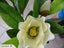1.25m - Magnolia Stem *SUPER LOW BULK OFFER* Carousel 1