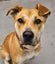 Jazz- DOGWATCH dog rescue & rehoming Carousel 1