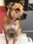 Jazz- DOGWATCH dog rescue & rehoming Carousel 2