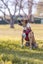 Latte- DOGWATCH dog rescue & rehoming Carousel 3