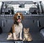 New Dog Car Cargo Barrier Divider Fence Gate Afterpay Carousel 7