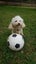 Miniature Poodle and Toy Poodle Stud Carousel 7